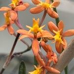 Epidendrum ibaguense പുഷ്പം