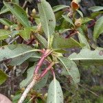 Rhododendron yunnanense Foglia