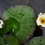 Nymphaea tetragona Цвят