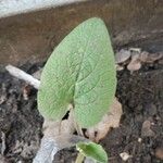 Arctium nemorosumFoglia