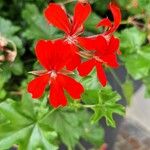 Pelargonium peltatum Virág