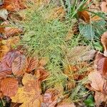 Equisetum sylvaticum Costuma