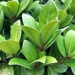 Skimmia japonica Leaf