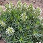 Echium decaisnei Цветок