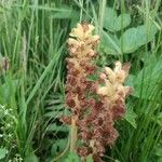 Orobanche flava Flor