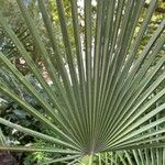 Chamaerops humilis Folha