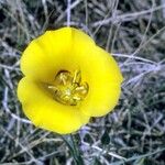 Calochortus aureus Blüte