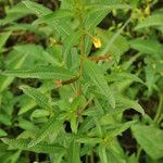 Ludwigia erecta Sonstige