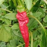 Capsicum annuum Fruit