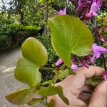 Cercis siliquastrumHostoa