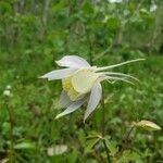 Aquilegia saximontanaBlomst