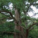 Metasequoia glyptostroboidesخشب