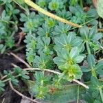 Galium sylvaticumLeaf