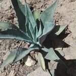 Agave havardiana Ліст