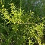 Batis maritima Leaf