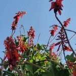 Erythrina humeana Fleur