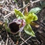 Ophrys omegaifera Flower