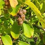 Corylopsis sinensis Fruit