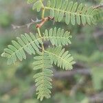 Prosopis koelziana Leaf