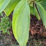 Acacia mangium Ліст