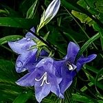 Campanula persicifoliaFloare