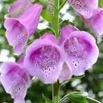 Digitalis purpurea Квітка