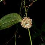 Smilax domingensis Inny