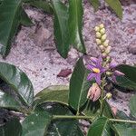 Solanum coriaceum Цвят
