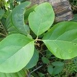 Juanulloa mexicana Hoja