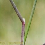 Poa glauca Bark