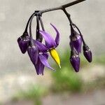 Solanum dulcamaraFlower