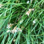 Carex brizoides Цвят