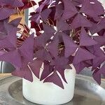 Oxalis triangularis 葉