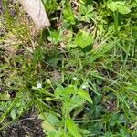 Myosotis sparsiflora Hábito