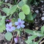 Plumbago europaea Цветок