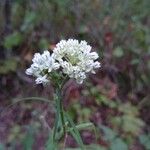 Asclepias subverticillata ᱵᱟᱦᱟ