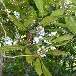 Pittosporum aliferum Habitus