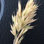 Bromus hordeaceus Gyümölcs