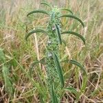 Meiosperma bracteatum Φύλλο