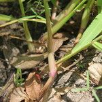 Paspalum repens Corteza