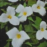 Trillium grandiflorum Květ