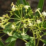 Alstonia actinophylla Blomst