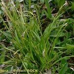 Carex capillaris 形态