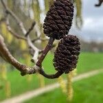 Alnus cordata Fruchs