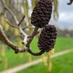 Alnus cordata Frugt