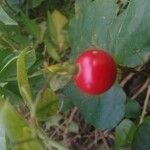 Solanum seaforthianum Fruit