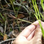 Actinostachys pennula Лист