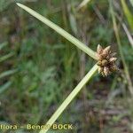 Schoenoplectiella mucronata Frucht