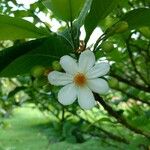 Carpotroche brasiliensis Flower