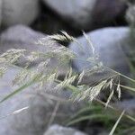 Calamagrostis pseudophragmites 花